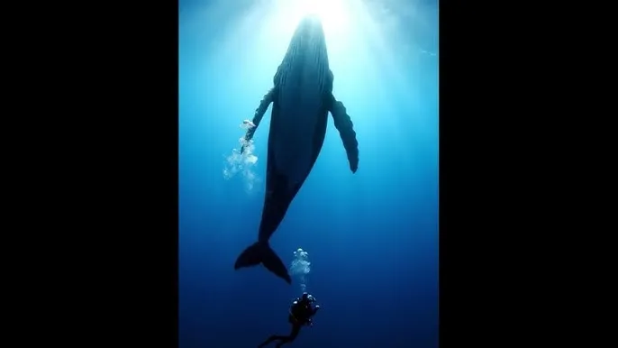 再次我的人生 - 深蓝星球：探索海洋深处的未知世界
